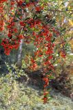 Pyracantha coccinea. Верхушка ветви с соплодиями. Израиль, г. Иерусалим, ботанический сад университета. 30.11.2022.