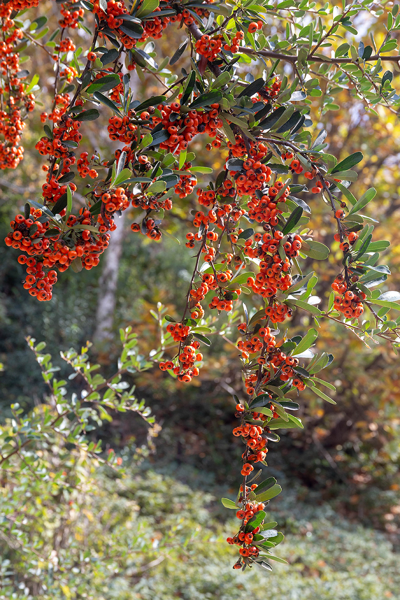 Image of Pyracantha coccinea specimen.