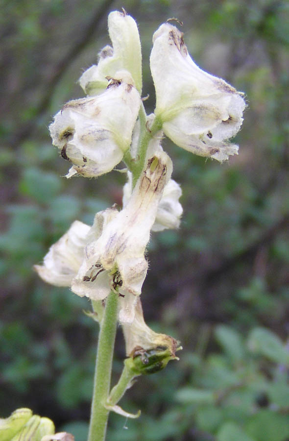 Изображение особи Aconitum ajanense.