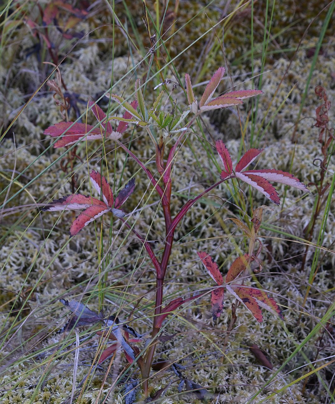 Image of Comarum palustre specimen.