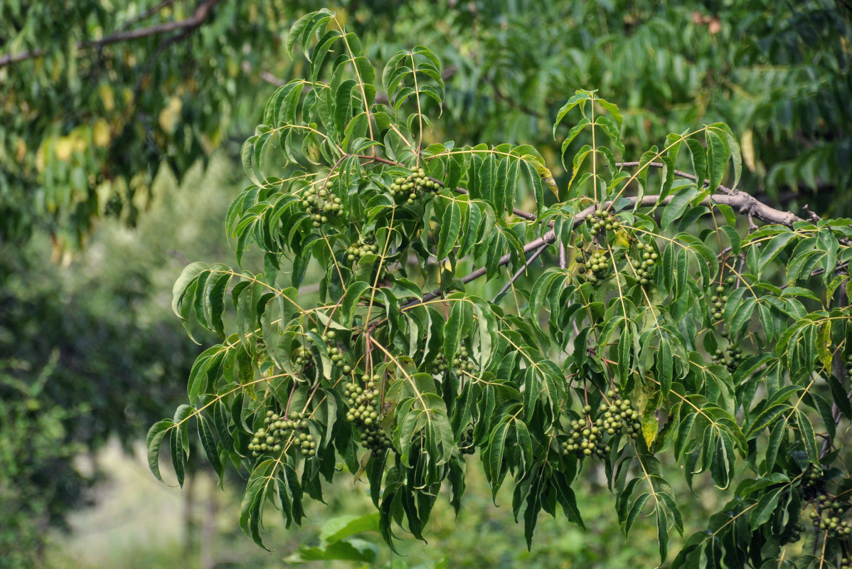 Изображение особи Phellodendron amurense.