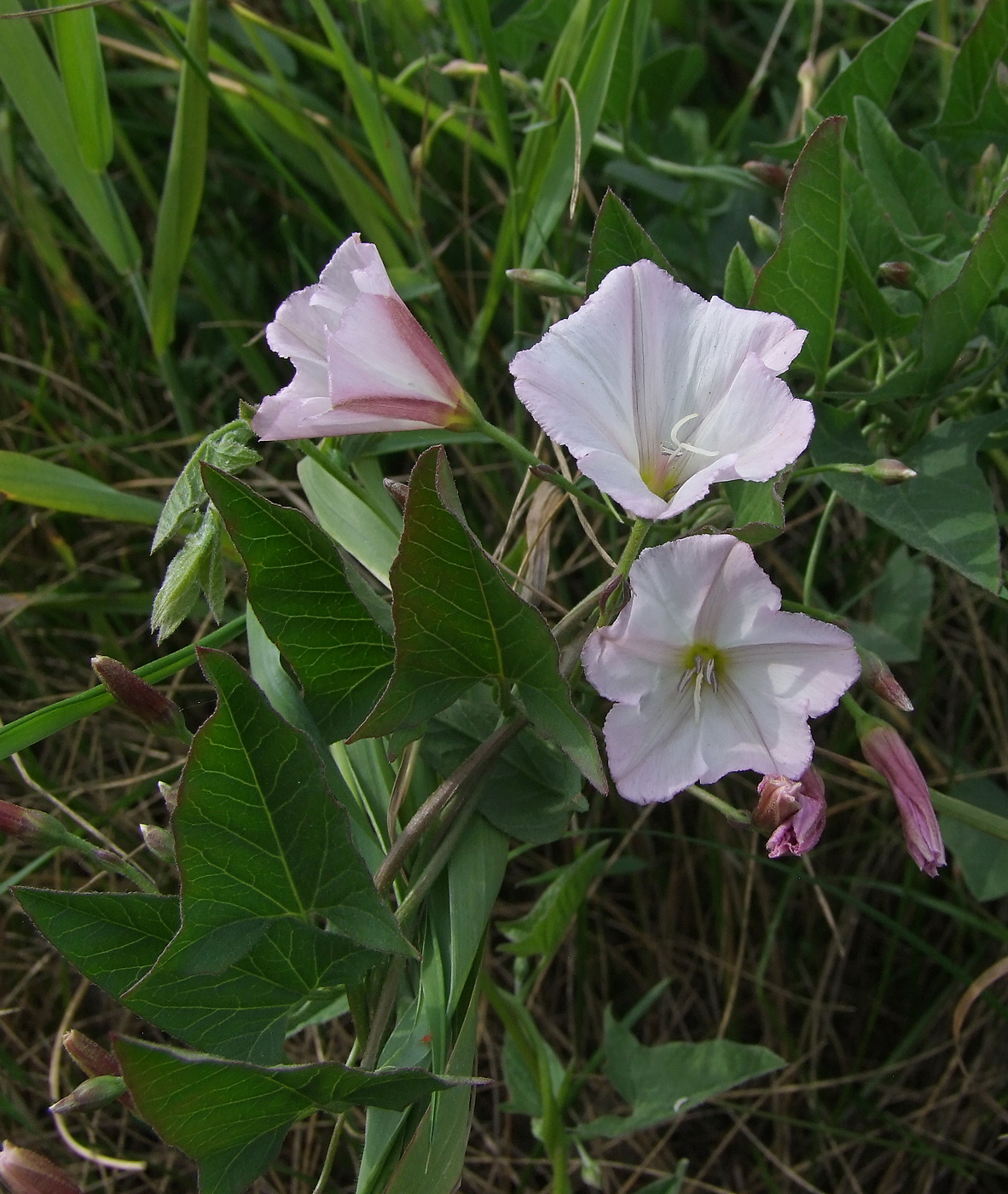 Изображение особи Convolvulus arvensis.