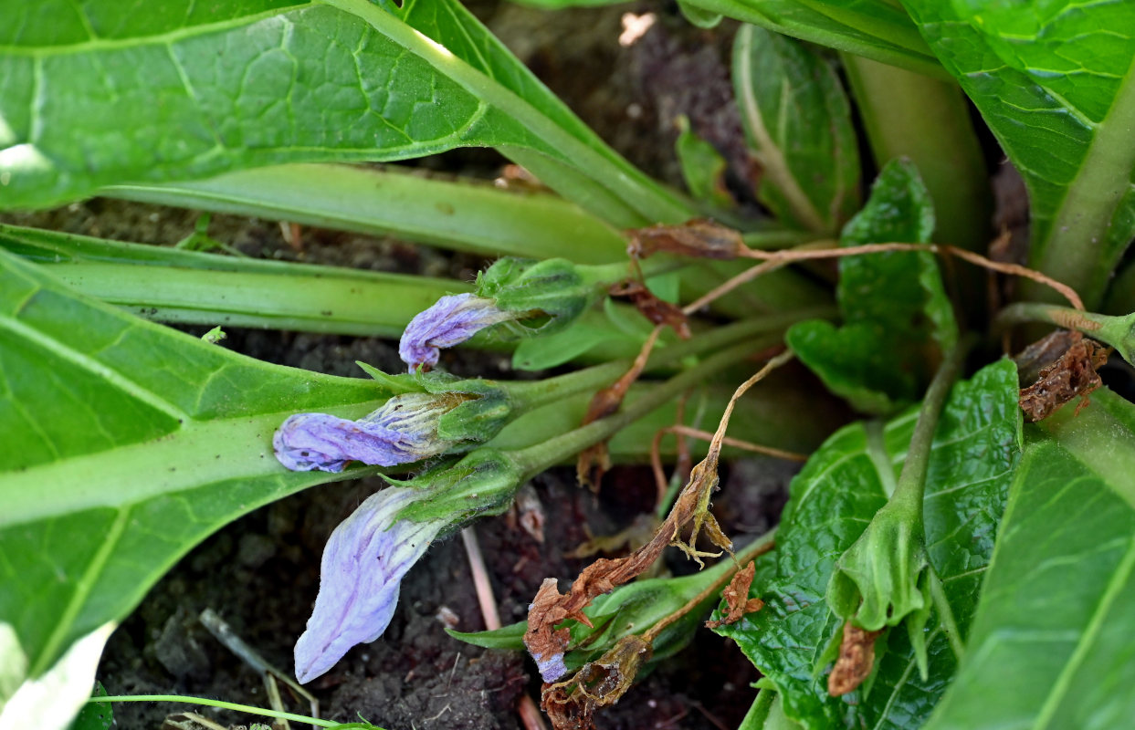 Изображение особи Mandragora officinarum.
