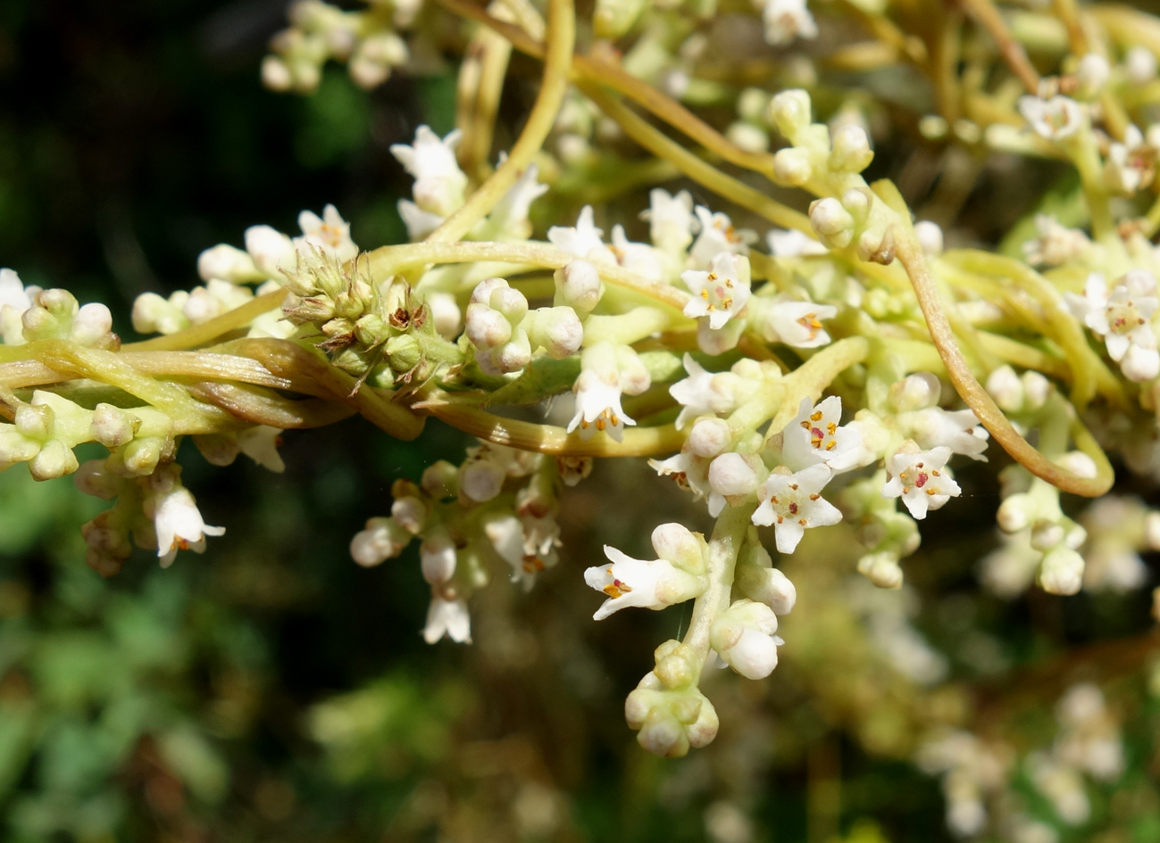 Image of Cuscuta japonica specimen.