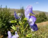 Aconitum nasutum