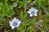 Gentiana dshimilensis. Цветки, бутоны и листья (гипохромная морфа). Республика Северная Осетия-Алания, Ирафский р-н, Большой Кавказ, хр. Чирх, левый борт ущелья Бартуидон, восточный склон хребта под перевалом Авсанау, ≈ 2920 м н.у.м., альпийский луг на берегу ручья. 11.07.2021.