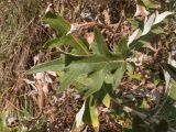 Cirsium euxinum. Лист. Краснодарский край, м/о г. Геленджик, хр. Маркотх, гора Иорданова, ≈ 650 м н.у.м., горный луг. 23.07.2016.