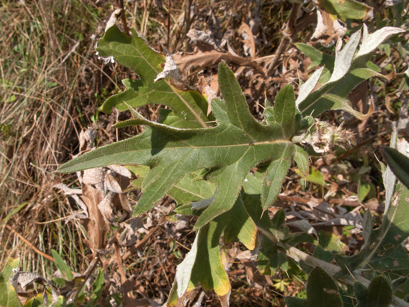 Image of Cirsium euxinum specimen.