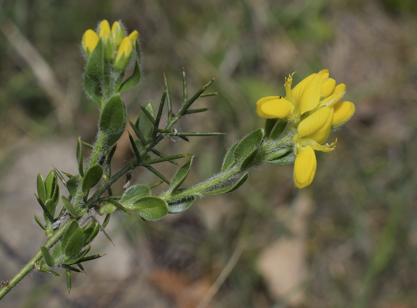 Image of Genista hispanica specimen.