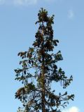 Picea obovata