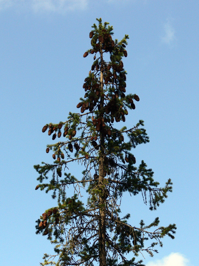 Изображение особи Picea obovata.