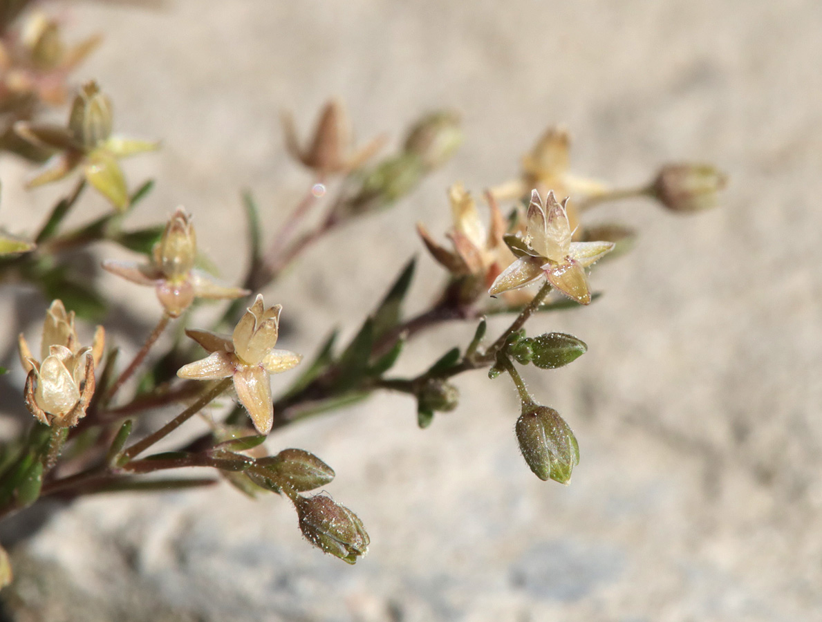 Image of Sagina apetala specimen.