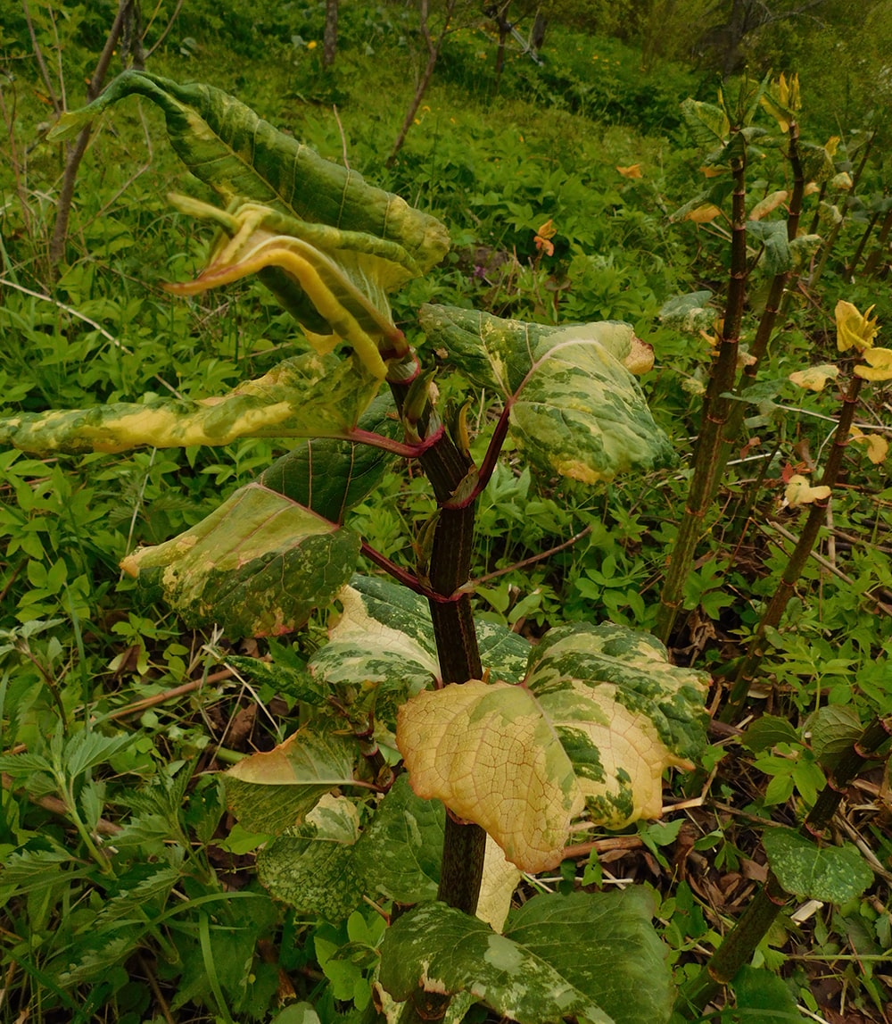 Image of Reynoutria japonica specimen.