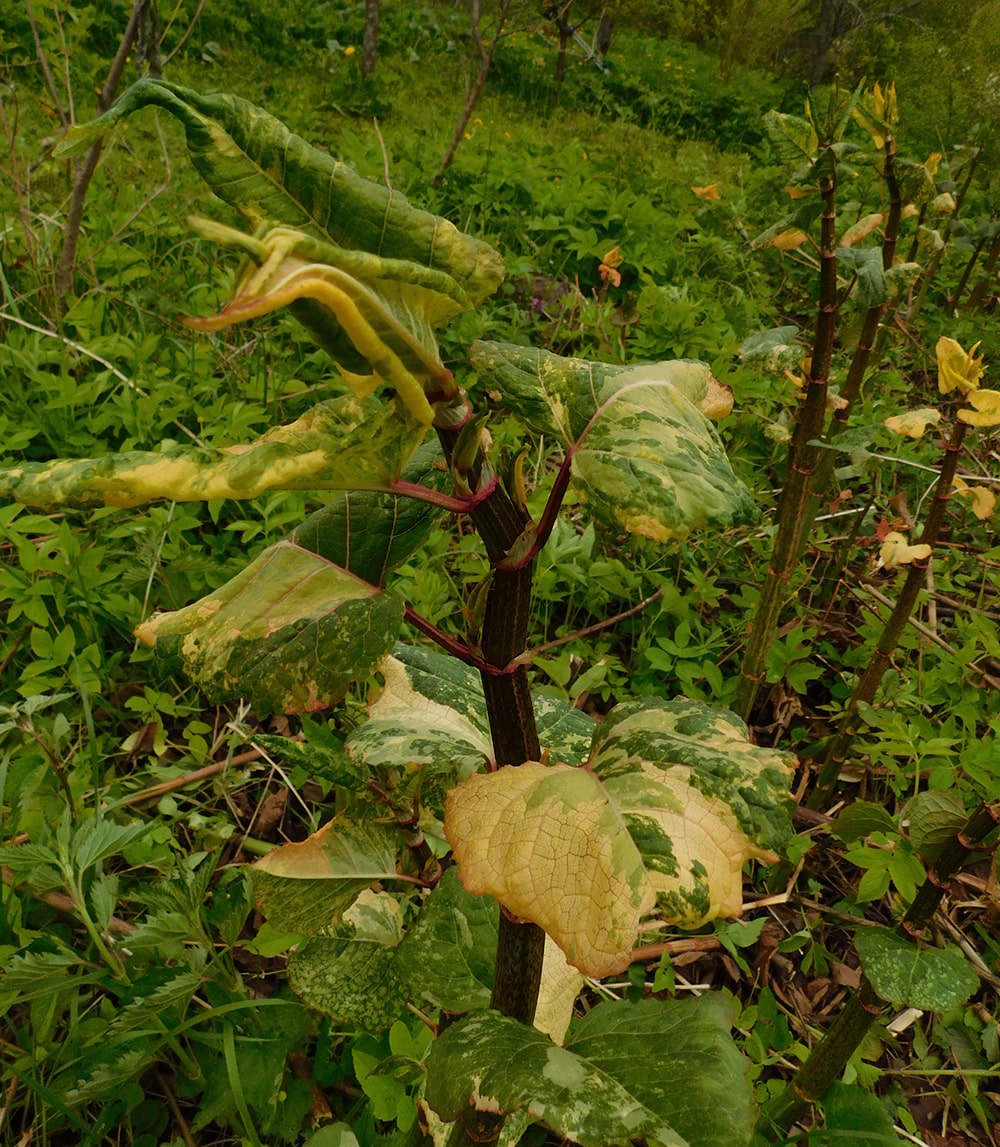 Изображение особи Reynoutria japonica.