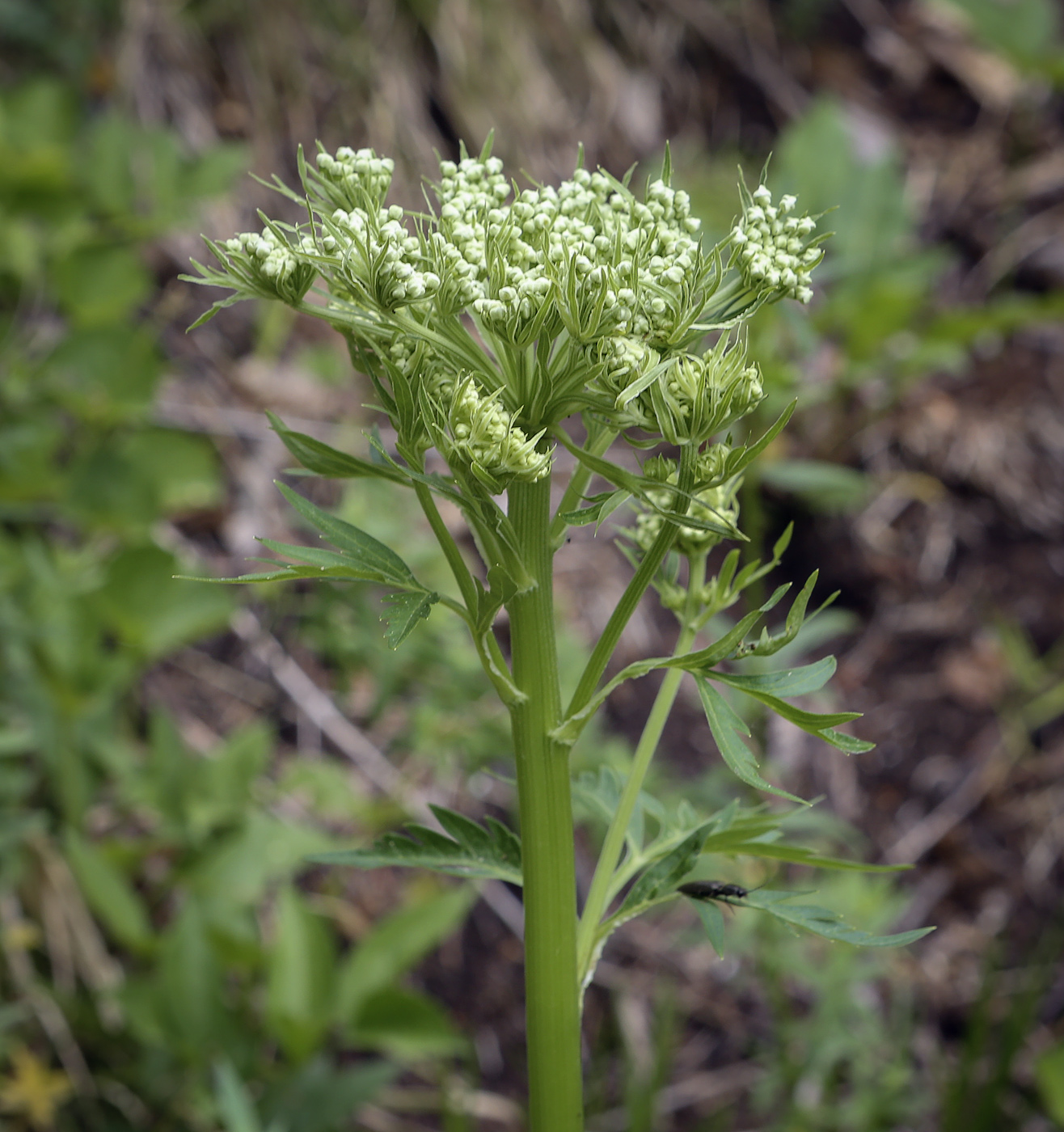 Изображение особи Pleurospermum uralense.