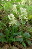 Orchis provincialis