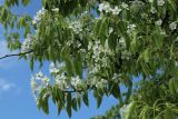 genus Pyrus. Цветущая ветвь. Санкт-Петербург, Фрунзенский р-н, парк \"Яблоневый сад\", в культуре. 14.05.2023.