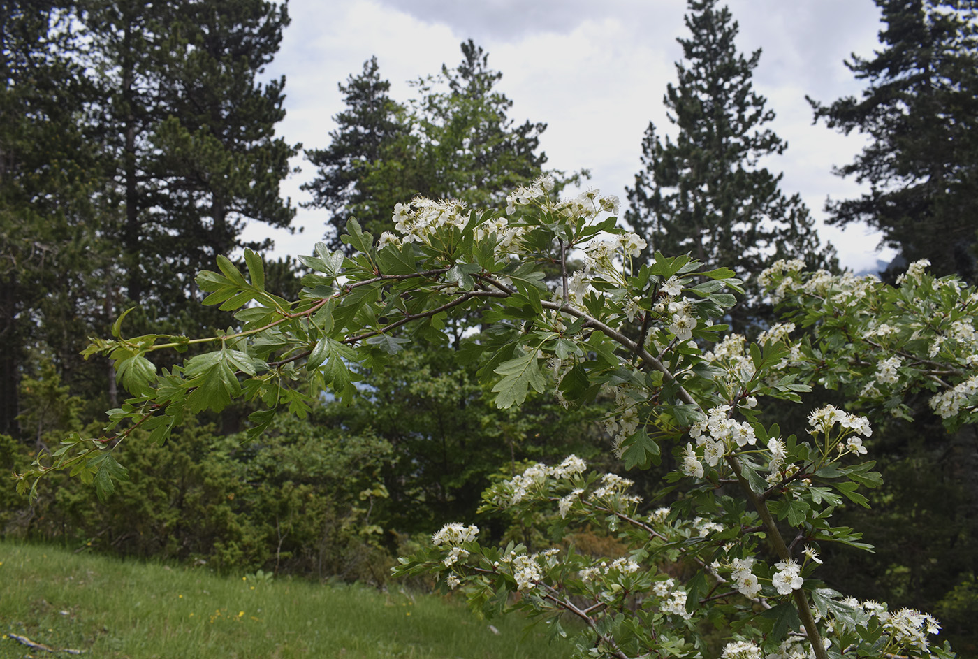 Image of Crataegus monogyna specimen.