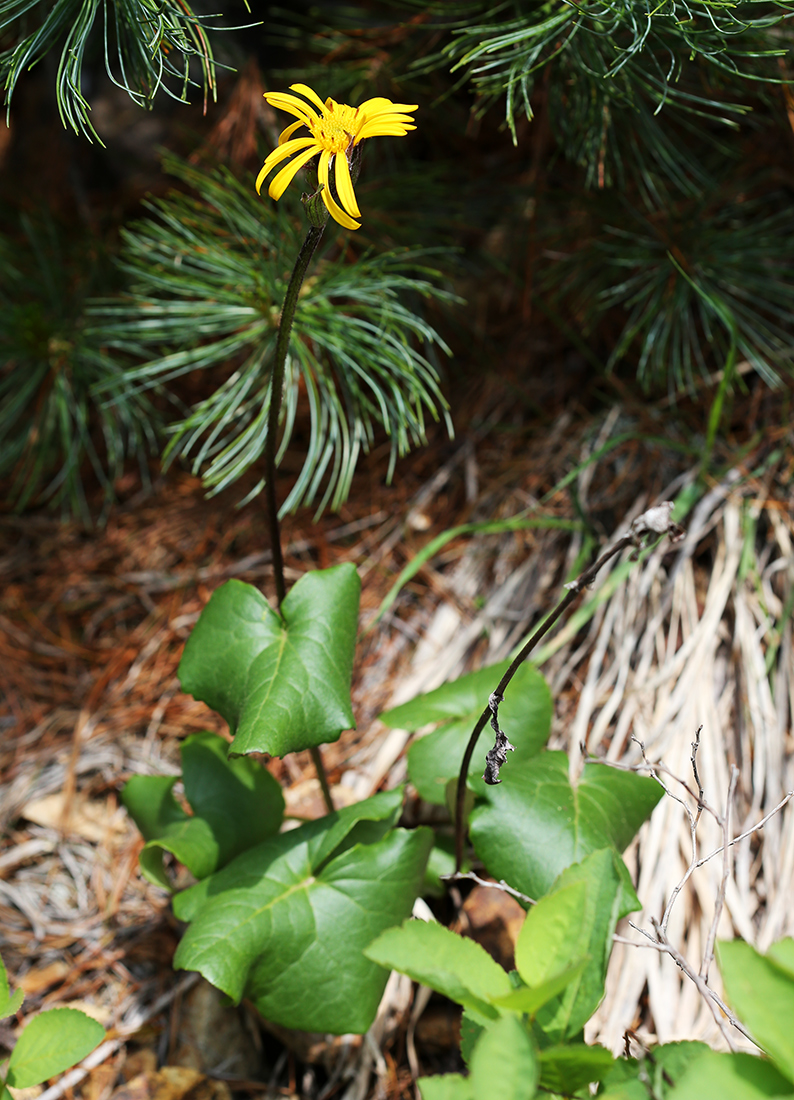 Image of Ligularia alticola specimen.