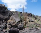 Verbascum virgatum. Плодоносящее растение. Чили, обл. Valparaiso, провинция Isla de Pascua, северо-восточная часть острова, окр. бухты Ovahe. 13.03.2023.