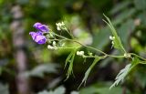 род Aconitum. Верхушка побега с соцветием. Курильские о-ва, о-в Кунашир, берег оз. Лагунное, опушка широколиственного леса. 18.08.2022.