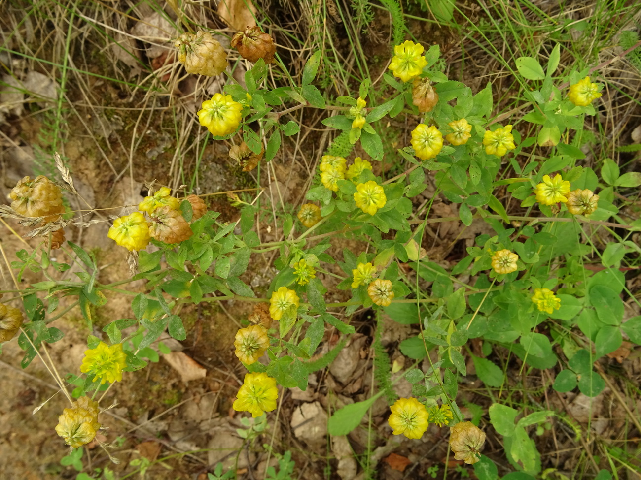 Изображение особи Trifolium aureum.