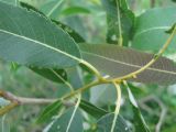 Image of taxon representative. Author is Владимир Папченков