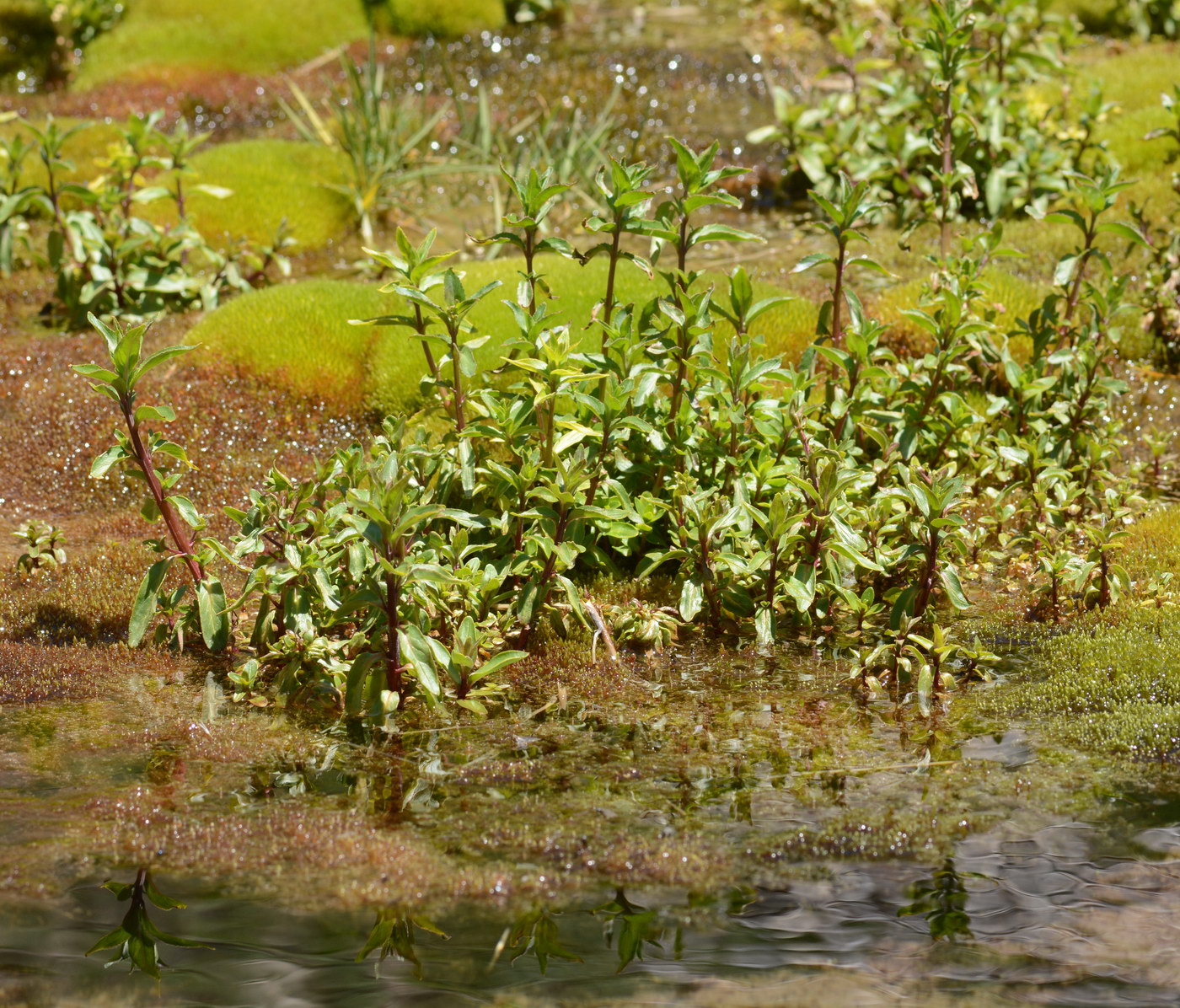 Image of genus Epilobium specimen.