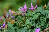 Astragalus japonicus