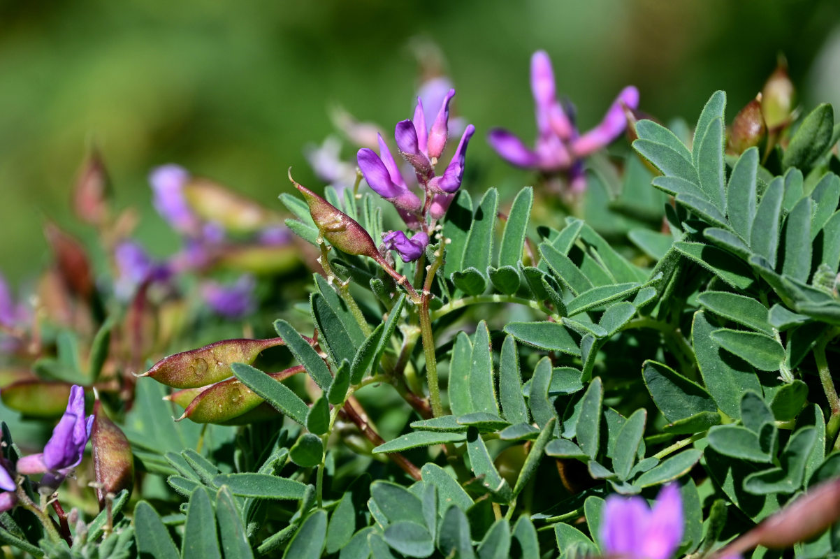 Изображение особи Astragalus japonicus.