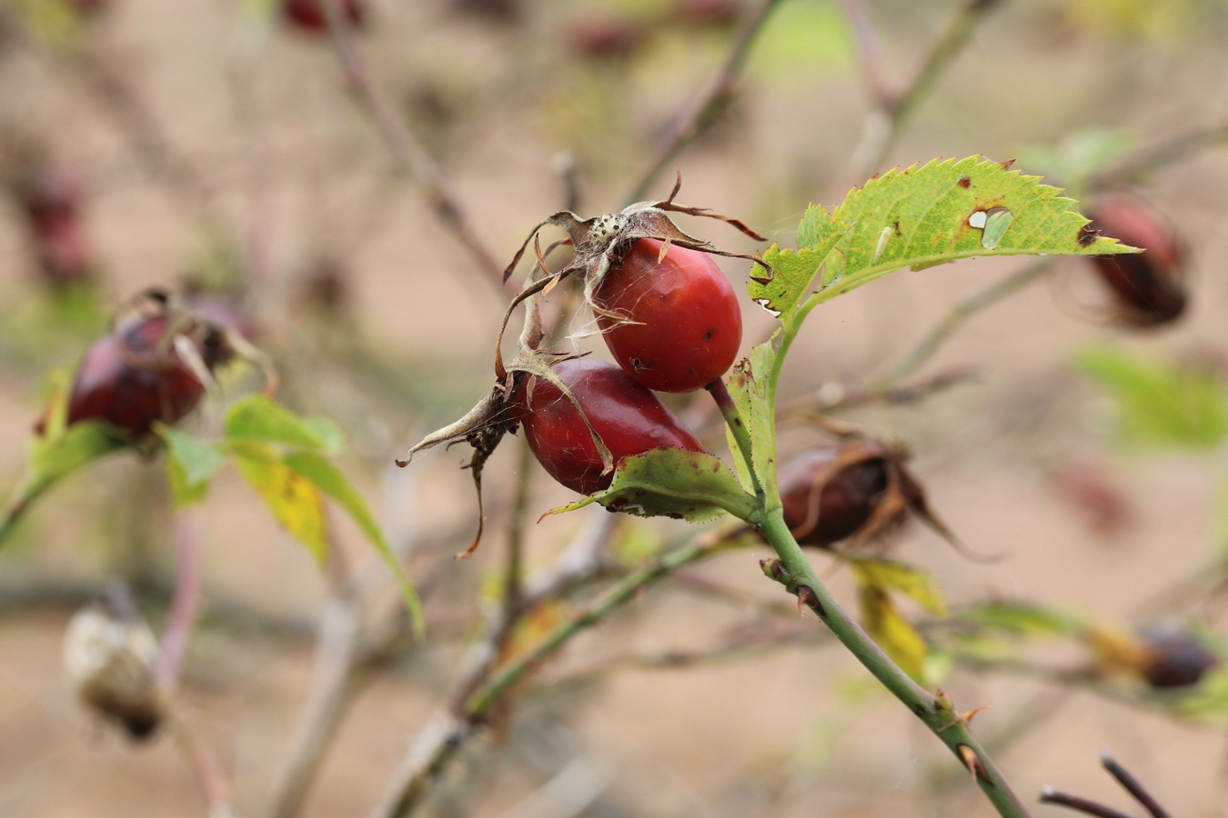 Image of Rosa subcanina specimen.