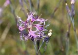 Dianthus superbus