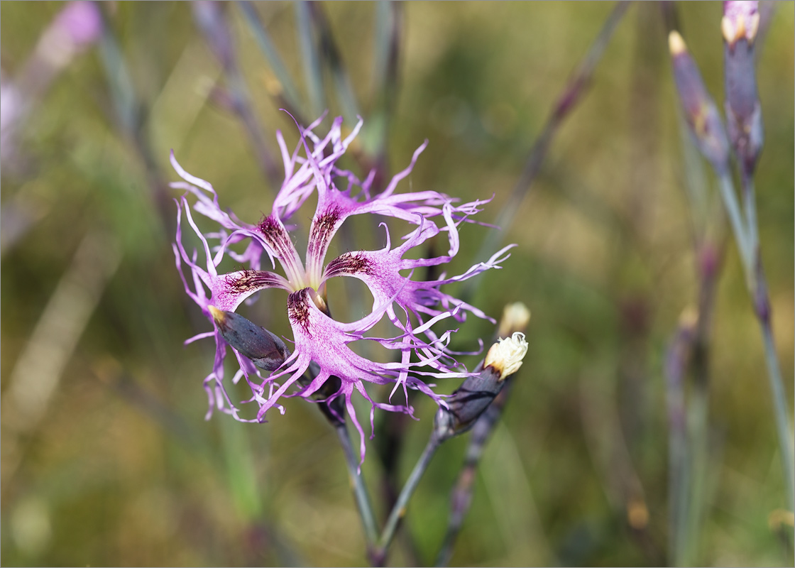 Изображение особи Dianthus superbus.