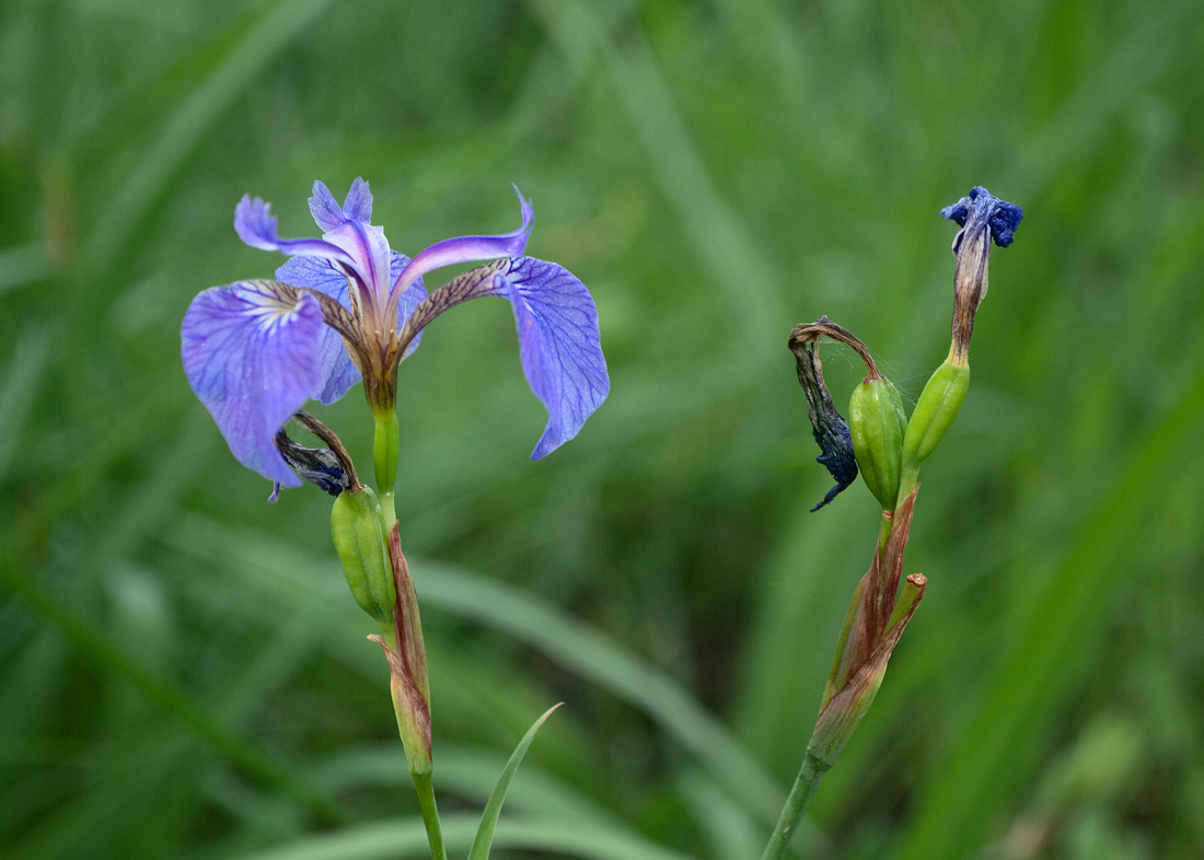 Изображение особи Iris setosa.