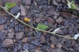 Chenopodium sosnowskyi