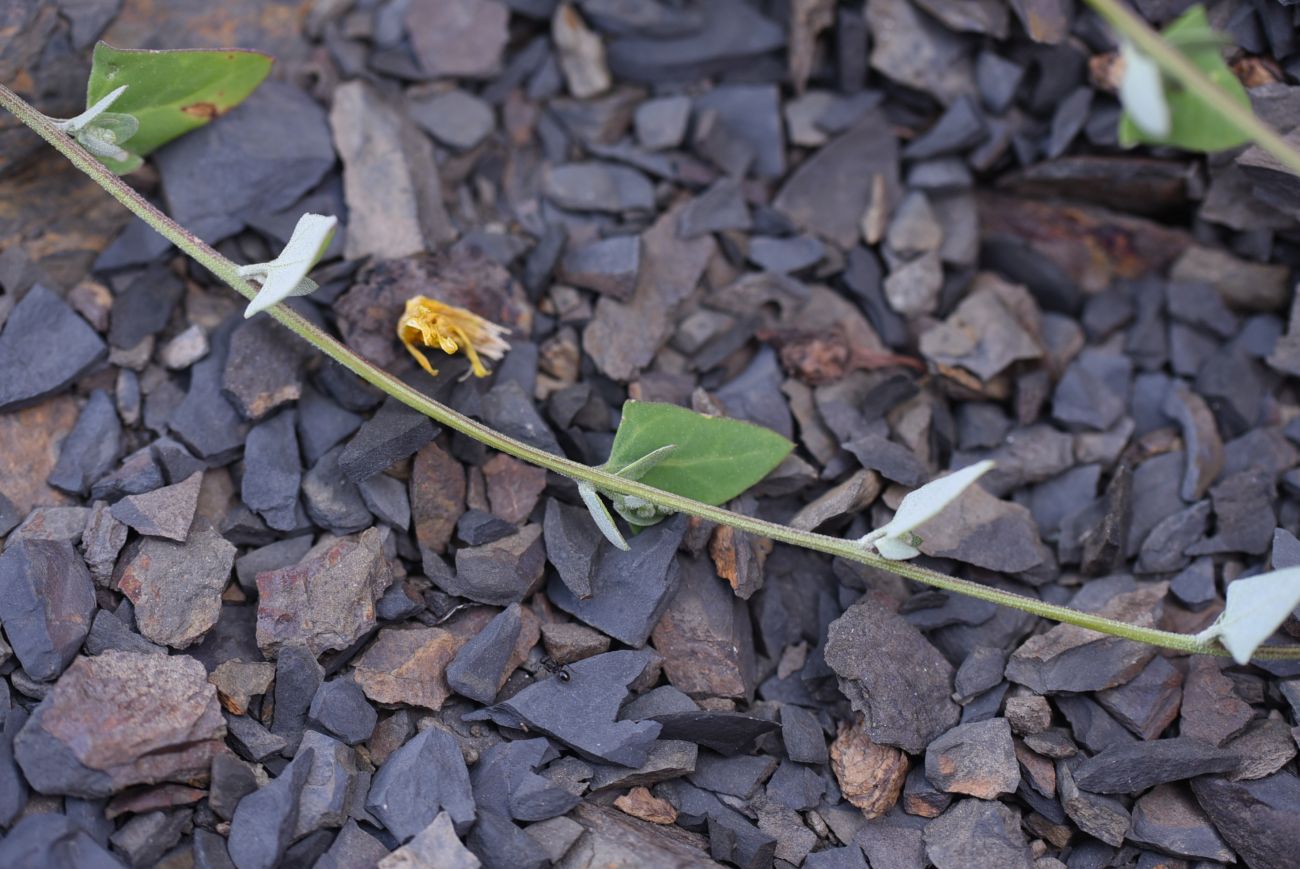 Изображение особи Chenopodium sosnowskyi.