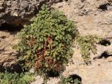 Asplenium ruta-muraria. Растения в расщелинах скалы. Крым, Севастополь, Инкерман, обнажение известняка. 14.11.2023.