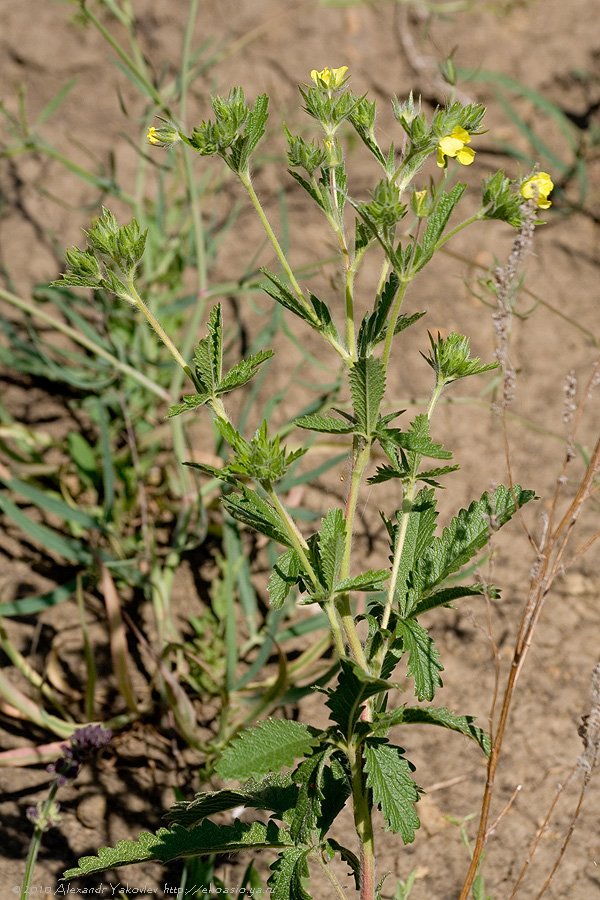 Изображение особи Potentilla recta.