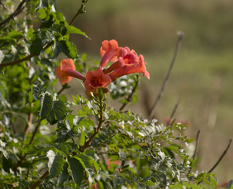 Image of Campsis radicans specimen.