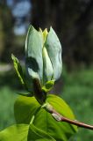 Magnolia acuminata