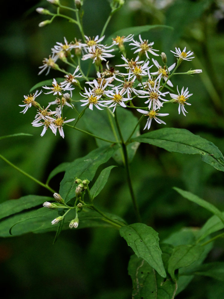 Изображение особи Aster glehnii.