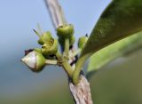 genus Eucalyptus