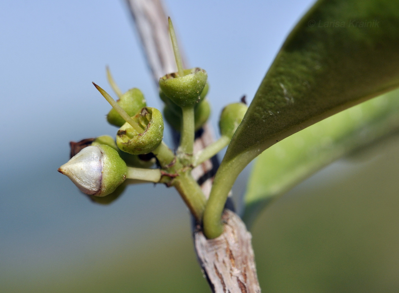 Image of genus Eucalyptus specimen.