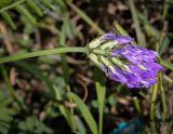 Astragalus danicus. Соцветие. Пермский край, г. Пермь, Дзержинский р-н, м-н Акуловский, разнотравный луг за автобусной остановкой. 25.05.2023.