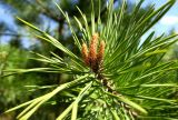 Pinus sylvestris. Верхушка ветви с молодыми побегами. Бурятия, Иволгинский р-н, 427-й км трассы Р-258 \"Байкал\", у кафе, самосев(?). 22.05.2023.