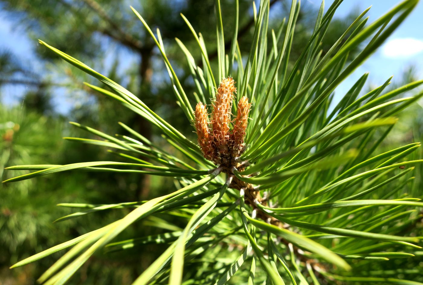 Изображение особи Pinus sylvestris.