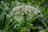 genus Heracleum. Соцветие. Армения, обл. Лори, окр. с. Лори Берд, крепость Лори Берд, ≈ 1300 м н.у.м., луг. 24.06.2022.