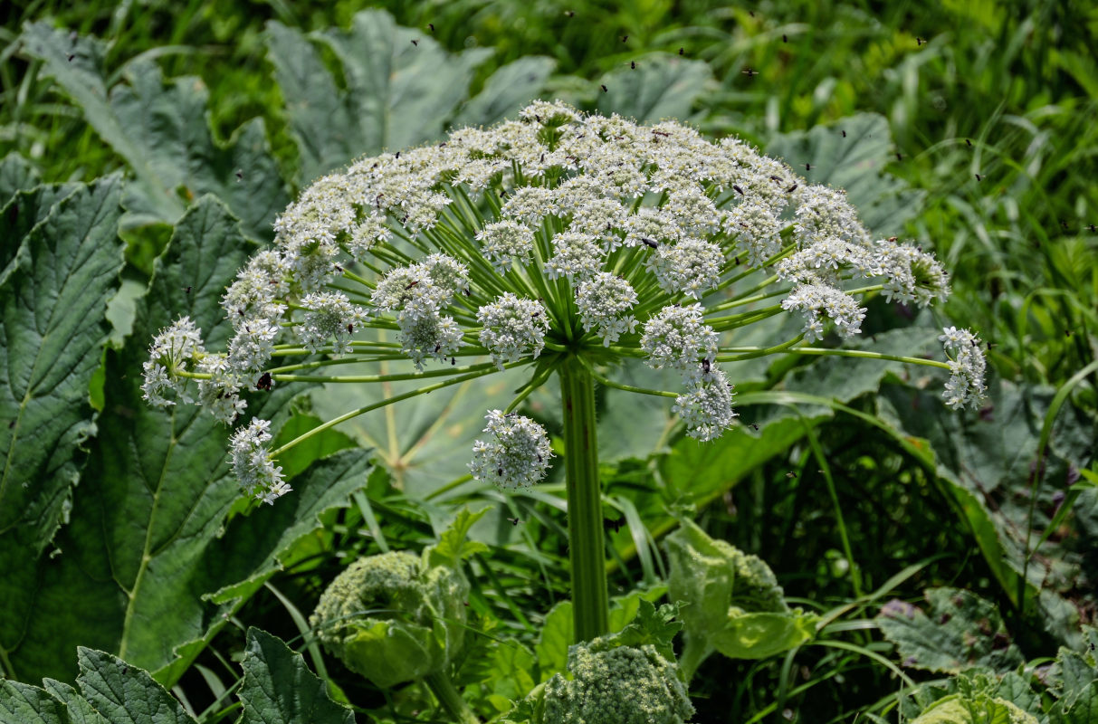 Изображение особи род Heracleum.