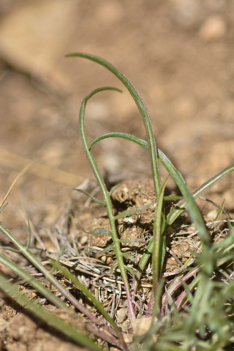 Image of Scorzonera meyeri specimen.