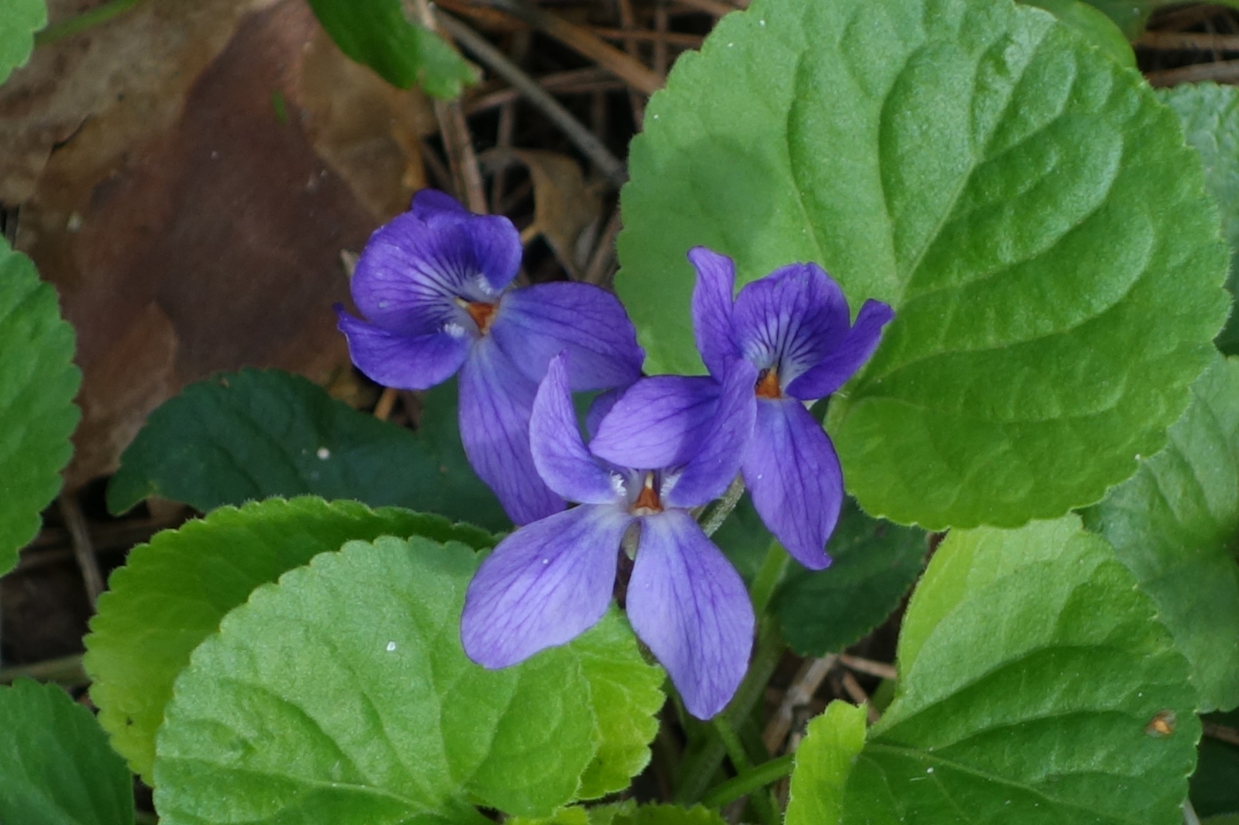Изображение особи Viola odorata.